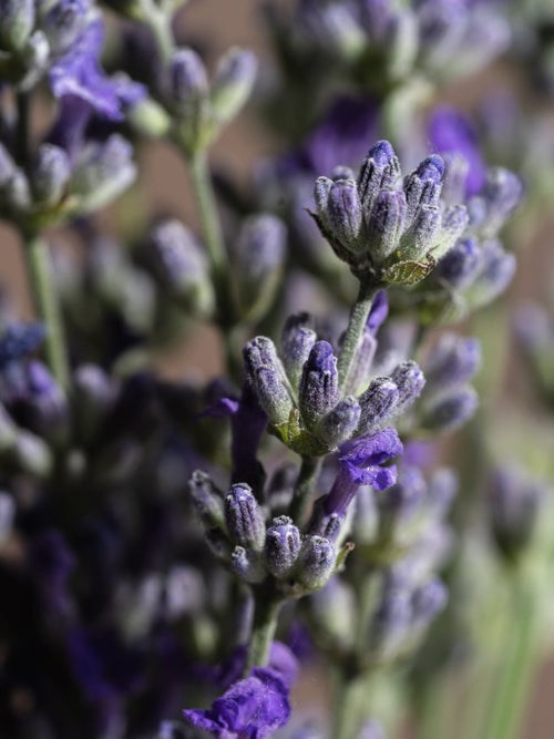 Cedar Leaf & Lavender - ingredients view